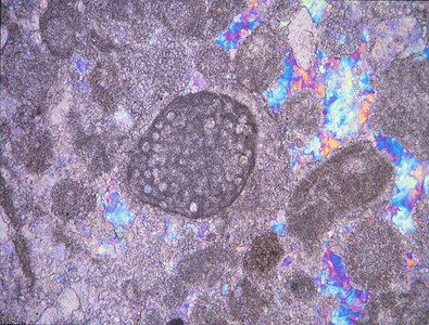 显微镜下有化石的岩石薄片微生物石灰石石头宏观科学贝壳图片