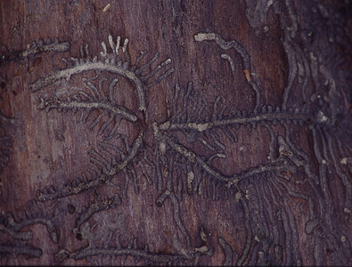 树皮上甲虫的印记图片