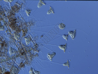 硅在水中游动游泳宏观液泡水滴水池池塘纤毛虫生物浮游图片