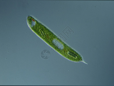 显微镜下高放大度的绿藻植物生物学微生物淡水宏观绿色图片