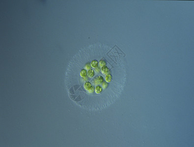 显微镜下高放大度的绿藻微生物宏观绿色淡水生物学植物图片