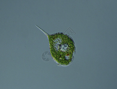 显微镜下的红眼旗植物眼鞭游泳生物淡水绿色心脏浮游毛虫宏观图片