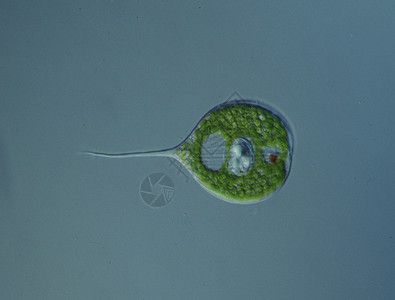 显微镜下的红眼旗浮游生物心脏绿色眼鞭毛虫微生物淡水宏观植物图片