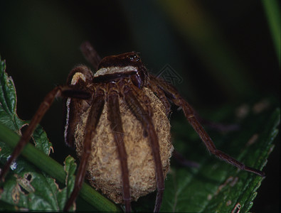 长着蛋的捕食蜘蛛昆虫后代绿色植物棕色动物狩猎叶子捕食者爬行动物图片