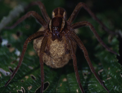 长着蛋的捕食蜘蛛狩猎叶子绿色棕色植物动物昆虫爬行动物后代捕食者图片