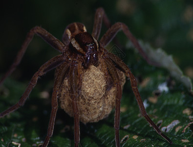 长着蛋的捕食蜘蛛绿色捕食者棕色昆虫植物爬行动物动物狩猎后代叶子图片