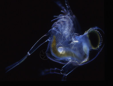 小螃蟹像磷虾般的海浮游生物水生动物盐水小动物淡水花丝小龙虾海洋生物宏观眼睛饲料图片