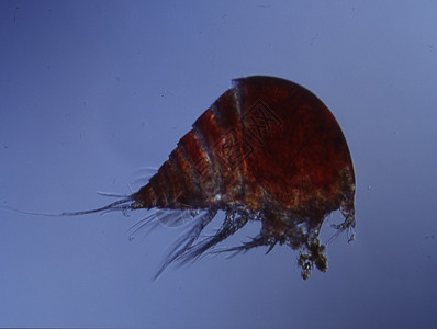 小螃蟹像磷虾般的海浮游生物盐水花丝海洋生物宏观小龙虾图片