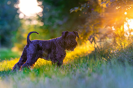 日落时狗在树林中行走公园哺乳动物动物小狗宠物猎犬犬类太阳叶子朋友图片