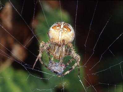 花园蜘蛛潜伏在猎物的网中棕色植物绿色绘画球体昆虫捕食者静脉动物图片