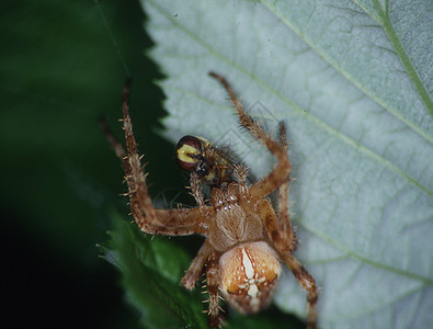 花园蜘蛛潜伏在猎物的网中动物绘画植物球体昆虫绿色捕食者静脉棕色图片