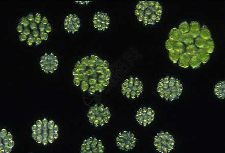 显微镜下高放大度的绿藻绿色微生物植物淡水宏观生物学图片