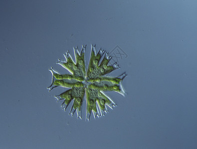 100x 水滴数的偏角性裂变生长拼图植物绿色水池绿藻藻类生态图片