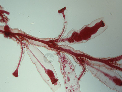 显微镜下的淡水聚积器 100x红色水螅体息肉宏观海洋生物小动物水螅图片