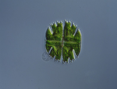 100x 水滴数的偏角性裂变植物生态生长藻类拼图绿藻水池绿色图片