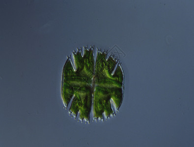 100x 水滴数的偏角性裂变生态植物绿藻拼图藻类水池绿色生长图片