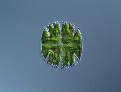 100x 水滴数的偏角性裂变绿色水池生态植物拼图藻类绿藻生长图片