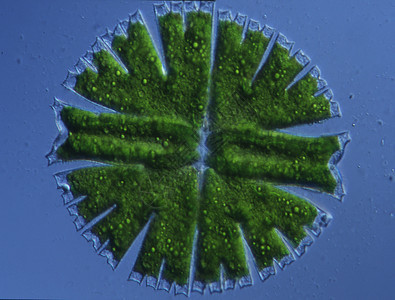 100x 水滴数的偏角性裂变水池生态生长植物绿色拼图绿藻藻类图片