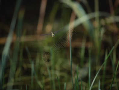 飞翔和产卵中的苍蝇昆虫眼睛翅膀蜻蜓刀刃捕食者蜻蜓目花丝图片