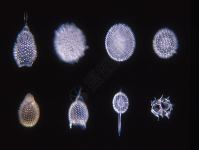 100x 显微镜下的海洋对流器宏观植物圆形海藻穷人黑色硅藻绿色藻类放射虫背景图片