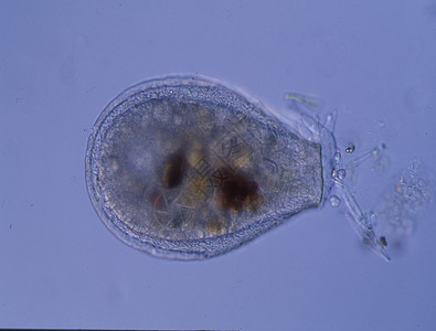 显微镜下有假脚的Amoeba 100x图片