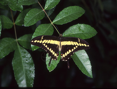 树叶上的燕尾蝴蝶绿色热带石竹红色机翼花丝黄色扁平化图片