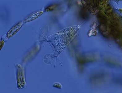 硅在水中游动宏观池塘生物水滴纤毛虫液泡游泳浮游水池图片