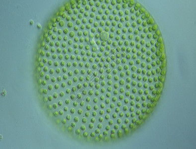显微镜下水滴中的绿藻 100x球形生物学植物藻类宏观淡水微生物绿色子细胞图片