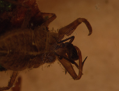 用水蝎子用触角和复合眼睛紧闭游泳微生物宏观池塘尾腿水虫猎手捕食者水池昆虫图片