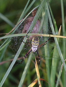 蜂蜘蛛在青草之刀之间的网中图片