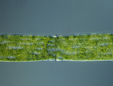 显微镜下高放大度的绿藻生物学微生物绿色宏观植物淡水图片