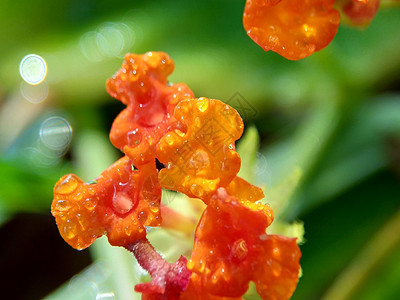 马缨丹 tahi ayam sailara tembelekan 普通马缨丹 大鼠尾草 野生鼠尾草 红鼠尾草 白鼠尾草 蜱浆果 图片