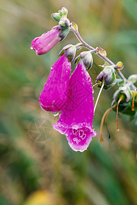 粉色花朵Foxglove  数字 Purpurea天空紫色花园公园宏观管子野花植物群荒野药店图片