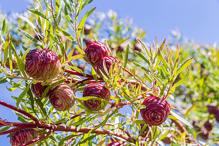 开普敦国家植物园的红松锥水果花瓣叶子植物学花园松果松树植物园植物植物群图片