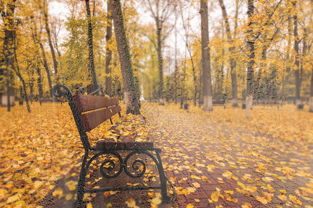 叶子秋天和长凳一起掉进公园金子长椅森林树叶落叶环境路面橙子季节场景图片
