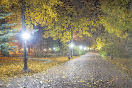 秋天夜公园 黄叶落下景观植物叶子途径长椅季节城市街道森林灯笼图片