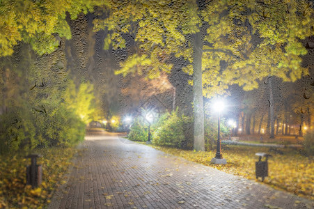 秋天夜公园 黄叶落下街道叶子景观小路长椅路面人行道灯笼森林花园图片