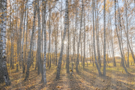 秋初的伯奇森林季节环境阳光黄色风景公园绿色日落太阳树干图片