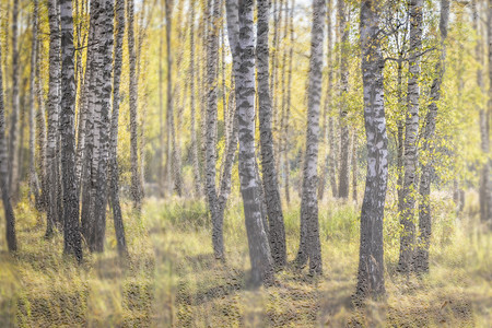 秋初的伯奇森林黄色植物树干日落太阳晴天风景绿色环境公园图片