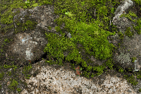 森林里的绿苔 丛林的宝石 绿绿树 纯自然生长环境花园天气植物群树干荒野植被木头石头图片
