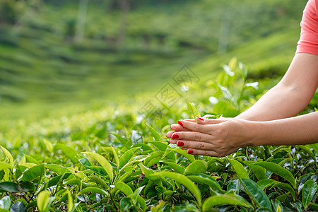 近距离 女孩轻轻地从山上高处的绿树丛中收集茶叶顶端叶子女性农场土地太阳阳台花园收成植物高地农田图片