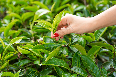 近距离 女孩轻轻地从山上高处的绿树丛中收集茶叶顶端叶子生长农业热带风景花园旅行高地女性环境场地图片