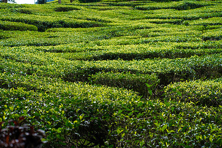 茶叶种植园卡梅伦谷 马来西亚高地的绿色山丘 茶叶生产 青茶绿灌木场地农场花园热带收成风景农村女性女孩生长图片