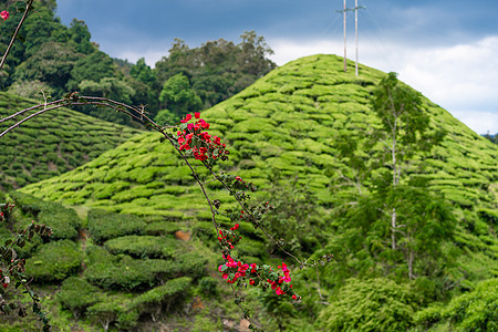 茶叶种植园卡梅伦谷 马来西亚高地的绿色山丘 茶叶生产 青茶绿灌木花园环境太阳热带女士收成女性农业植物叶子图片