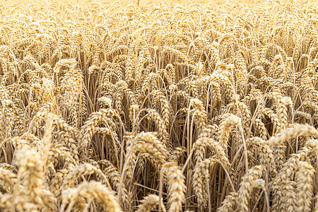 阳光下的背景小麦田玉米季节大麦粮食小麦培育农业谷物营养收成图片