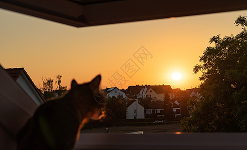 日落时仰视窗外的猫自由宠物橙子哺乳动物场景男性手表毛皮阳光太阳图片
