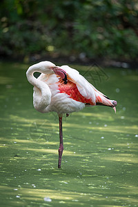 粉红火烈鸟浸入池塘的水中荒野情调鸟类动物群热带家禽水池反射水禽脖子图片