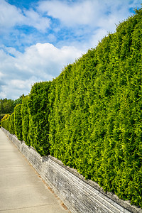 沿地表背景的混凝土人行道在陆地露台长绿篱笆高清图片