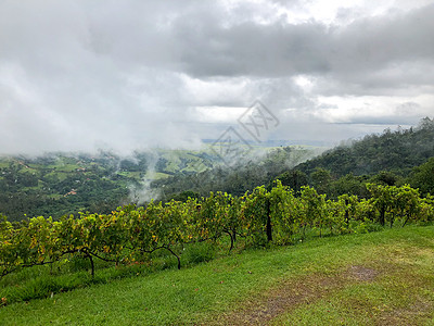 暴雨季节的山上庄园 在多云的大雨季节叶子灌溉生产旅游栽培天空全景藤蔓水果场地图片