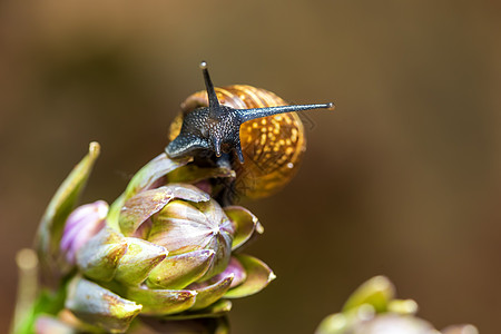 小型花园蜗牛的宏昆虫野生动物螺旋植物运动叶子天线房子速度食物图片
